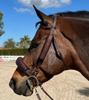 DziaSport Eyes Forward Removable Leather Blinkers