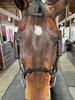 DziaSport Eyes Forward Removable Leather Blinkers