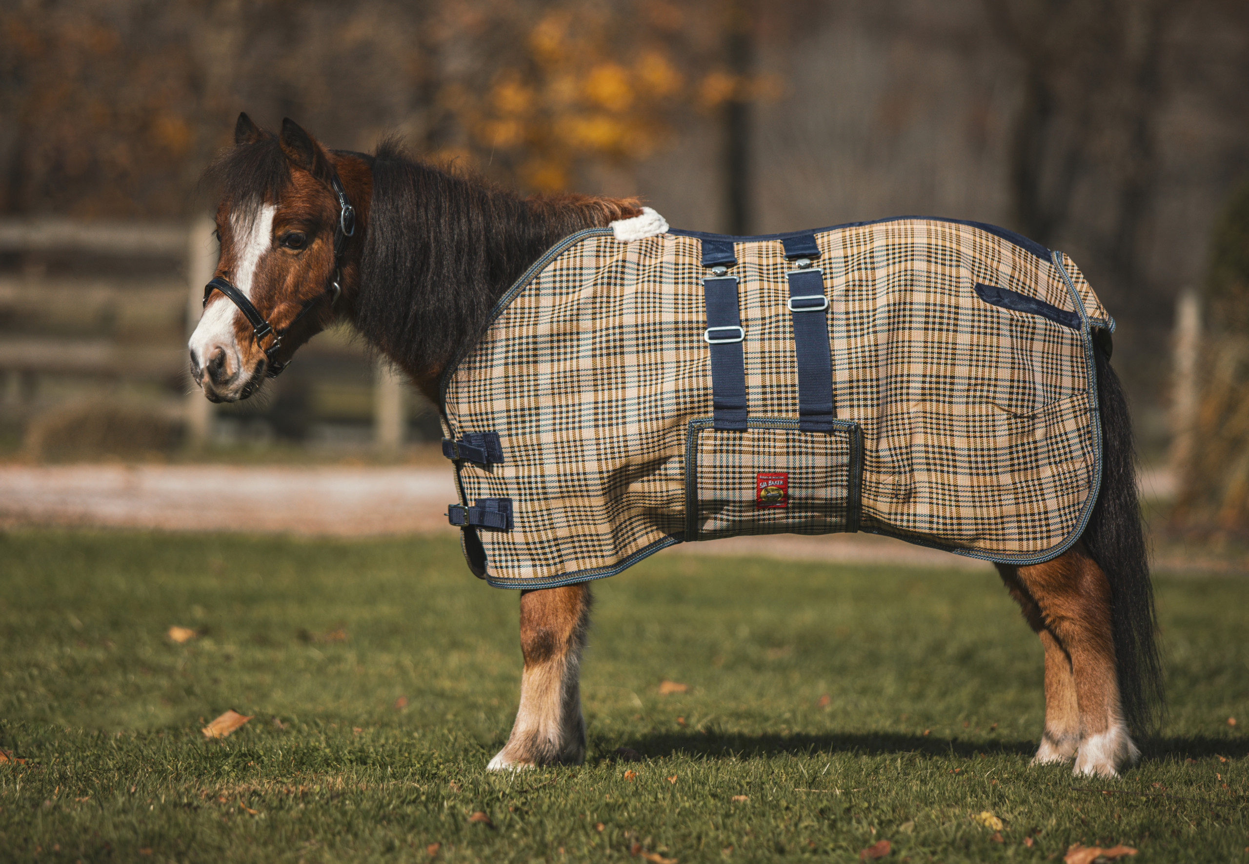 Mini, Pony & Draft Jacks MFG Equine Wholesale Distributor