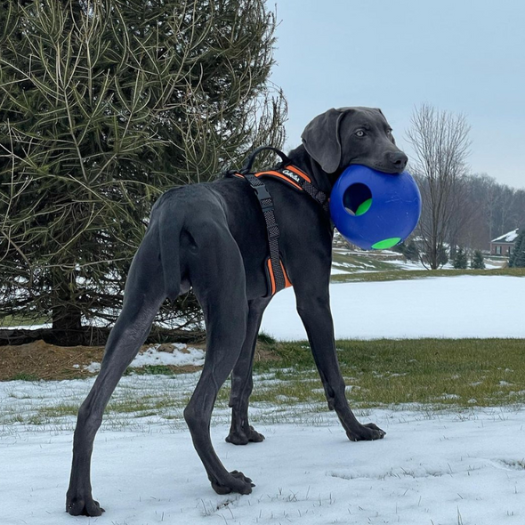 Jolly Pets® Teaser Ball®