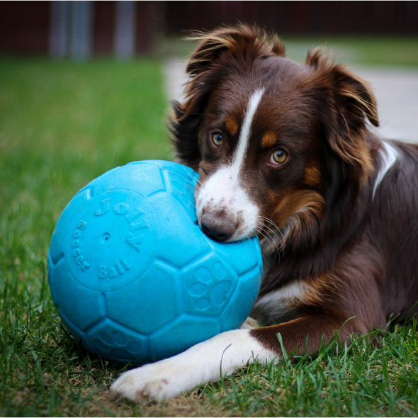 Jolly Pets® Jolly Soccer Ball™