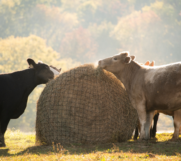 Texas Haynet Livestock Round Bale Hay Net