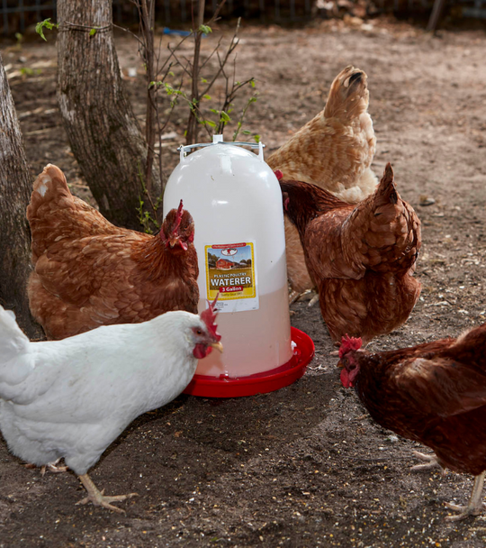 Little Giant® Poultry Waterer