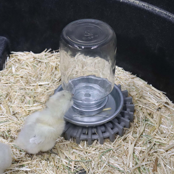 Little Giant® Mason Jar Baby Chick Waterer