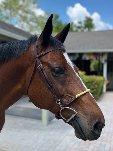 DziaSport Easy Change Schooling Bridle Only