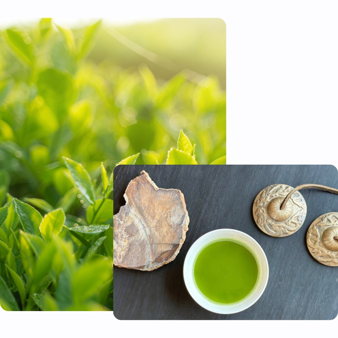 organic tea and ceremonial matcha tea