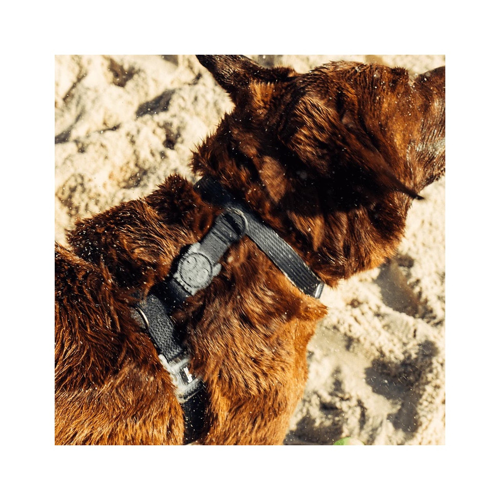 Zee.Dog Neopro Black H-Harness on a brown dog, designed for comfort and durability.