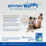 NexGard Spectra Chewables For Large Dogs 15.1-30kg - Purple 6 Pack