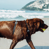 Side view of the Zee.Dog Neopro Black H-Harness range being worn by a dog on the beach