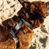 Top view of the Zee.Dog Neopro Black H-Harness range on a dog wearing it at the beach