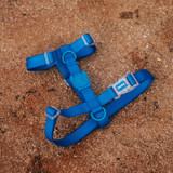 Top view of the Zee.Dog Neopro Blue H-Harness range against a sandy backdrop