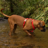 Side view of the Zee.Dog Neopro Red H-Harness range being used by a dog in a garden