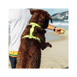 Zee.Dog Neopro Lime H-Harness on a dog enjoying a beach day.