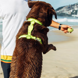 Image of the Zee.Dog Neopro Lime H-Harness range being worn on a sitting dog