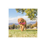 KONG Puppy Wubba Toy in pink, chewing dog running on grassy field outdoors.