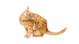 Alleviating Your Cat’s Itchy Skin: Practical Solutions and Care Tips