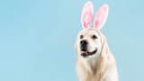 ​Easter Delights for Your Canine Companion