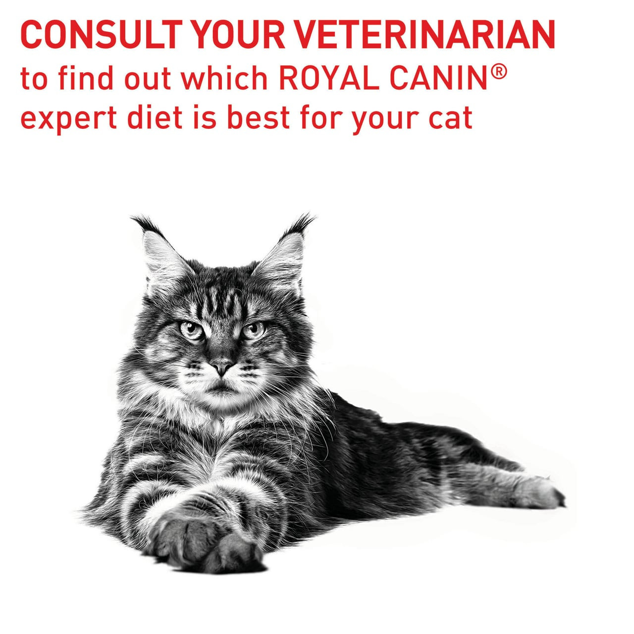 Royal Canin Veterinary Diet Feline Dental S/O Dry 1.5kg packaging, designed for cat dental health.