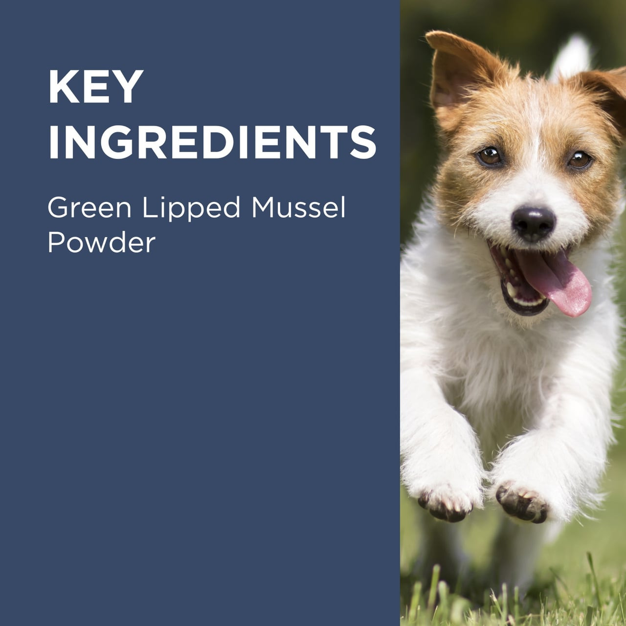 PAW Osteosupport Powder for Dogs, 150 capsules, featuring green lipped mussel powder for joint health.