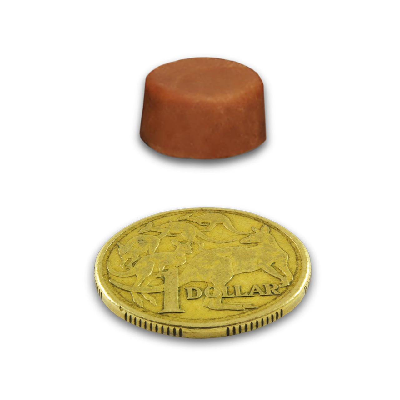 Bravecto chew for medium dogs, sized with a dollar coin for scale.