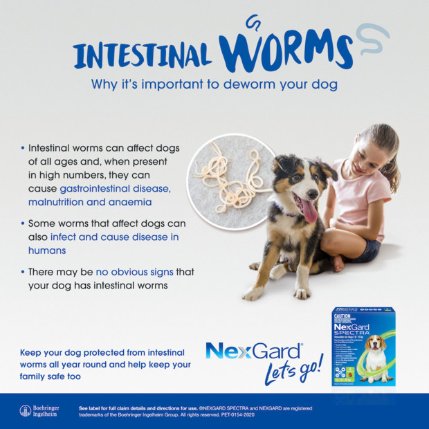 NexGard Spectra for Large Dogs 15.1-30kg, 3 purple chews for effective worm prevention.