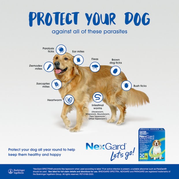 NexGard Spectra for Extra Large Dogs 30.1-60kg, red package with parasite protection benefits.