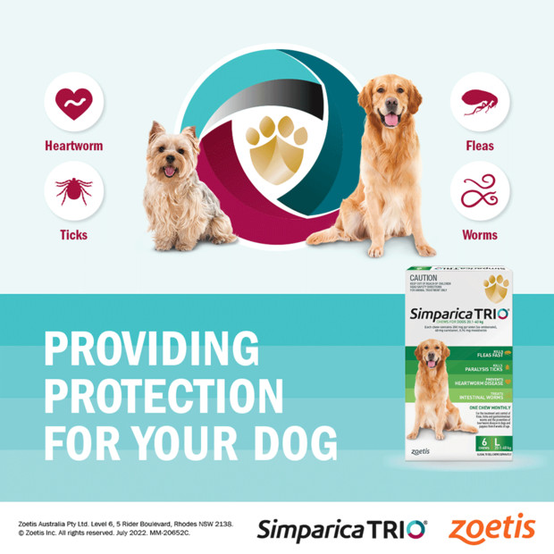 Simparica TRIO for Dogs 5.1-10 kg, orange chews for heartworm, fleas, and ticks.