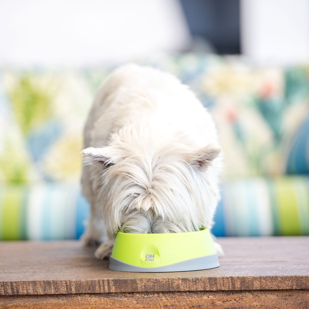 Small green LickiMat Oh Bowl for dogs promoting oral hygiene, with a dog enjoying food.