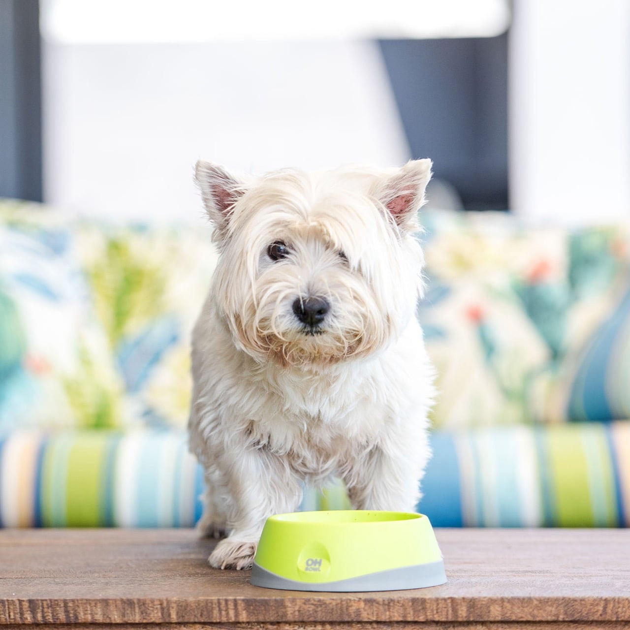 Small green LickiMat Oh Bowl for dog oral hygiene, designed for engaging feeding experiences.