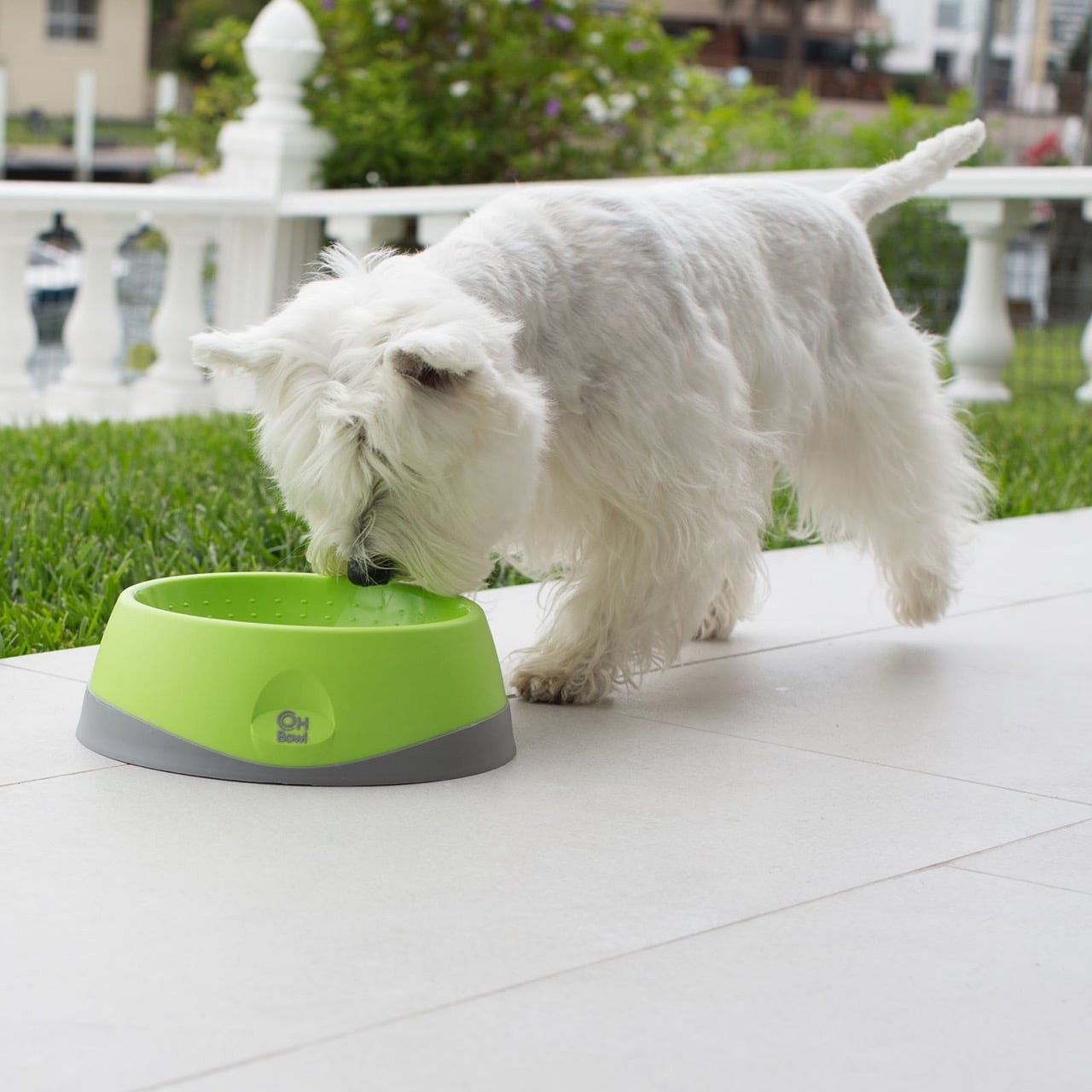 Small green LickiMat Oh Bowl for dog oral hygiene, designed for fun and healthy meals.