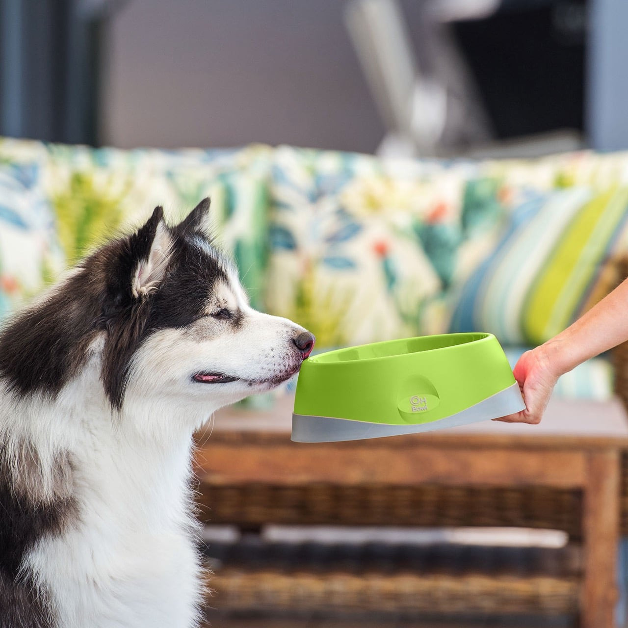 LickiMat Oh Bowl in medium green with a dog focused on it, promoting oral hygiene.