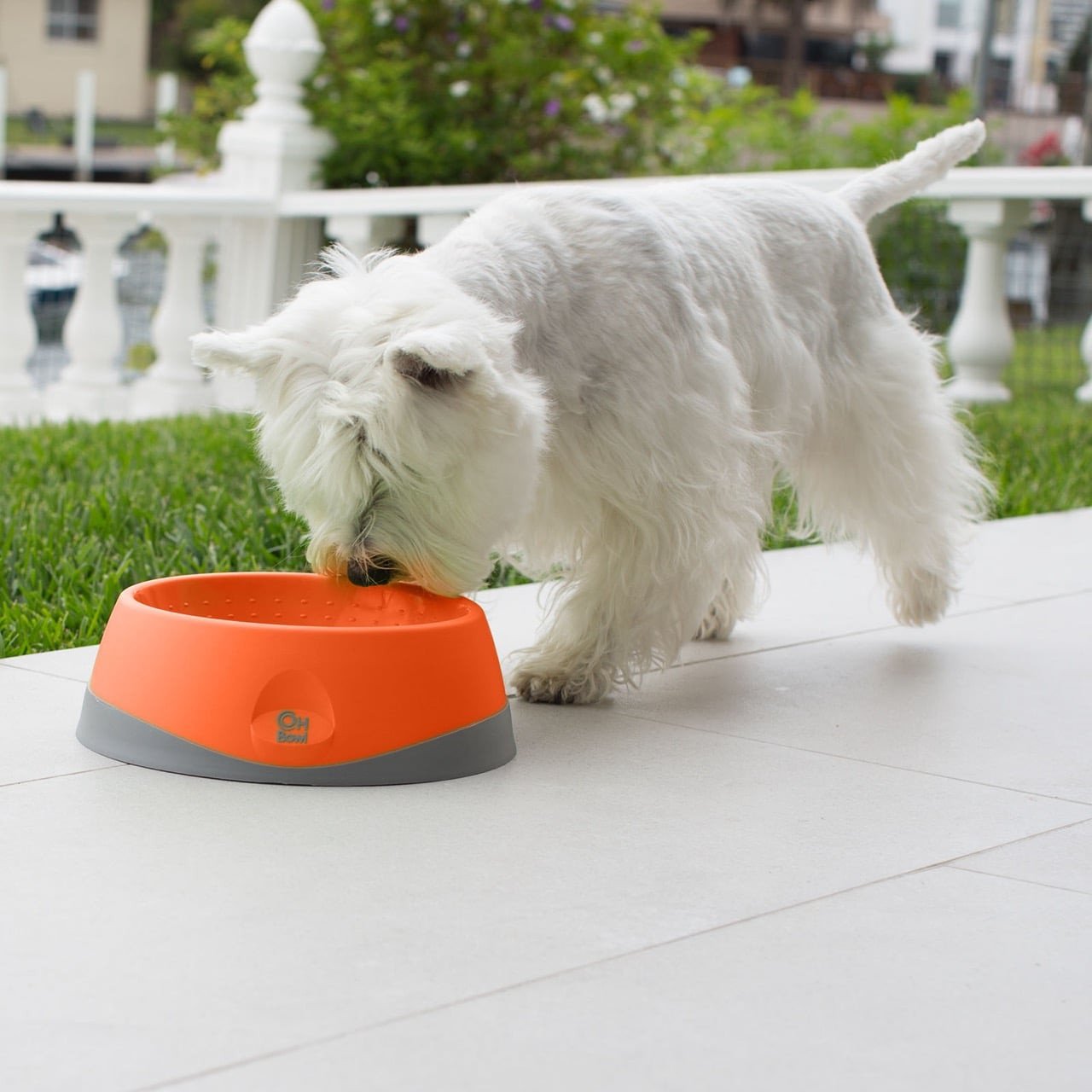 LickiMat Oh Bowl for dogs, small orange bowl promoting oral hygiene and slow feeding.