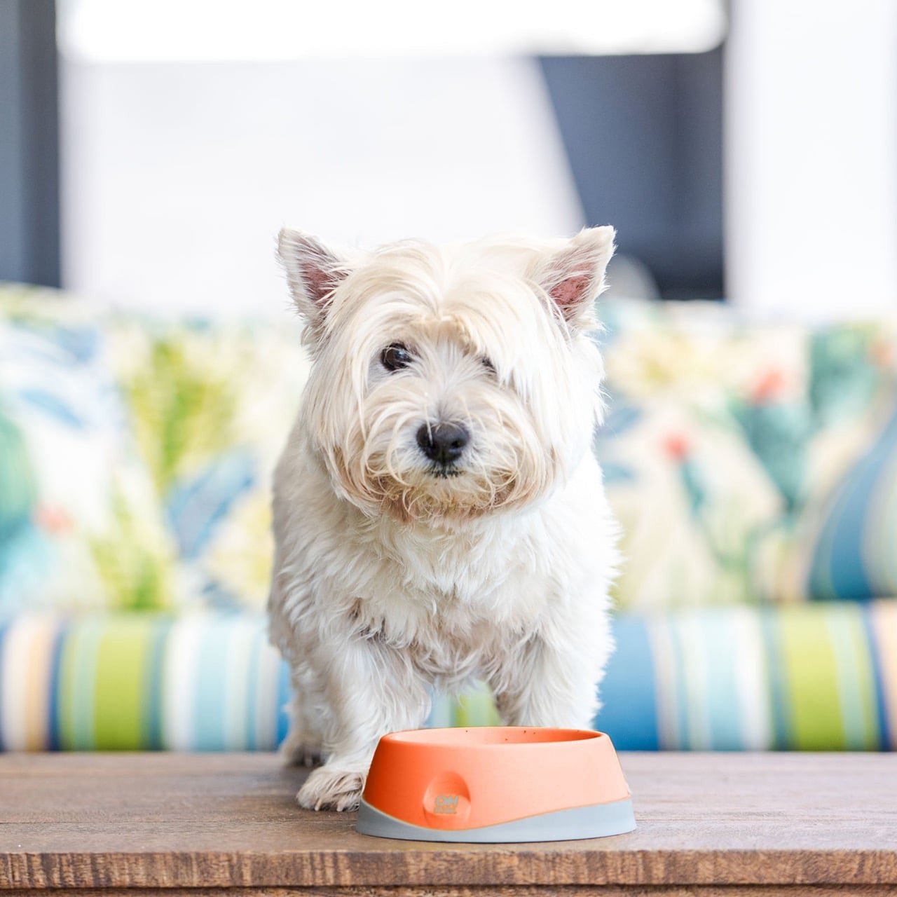 LickiMat Oh Bowl small orange dog bowl for oral hygiene, perfect for promoting pet health.