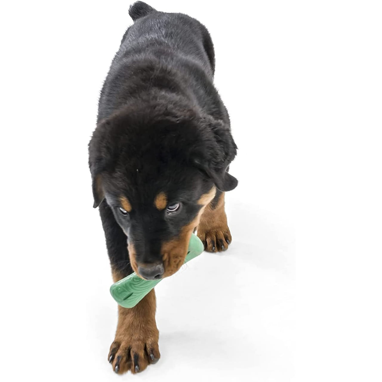 Dog playing with West Paw Seaflex Drifty Fetch Toy in Emerald color, made from recycled plastic.