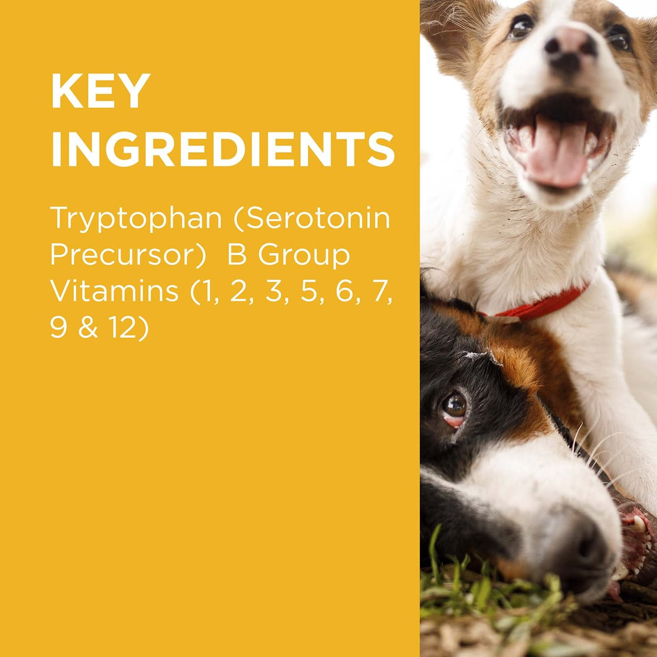 PAW Complete Calm Chews for Small Dogs, featuring key ingredients like tryptophan and B vitamins.