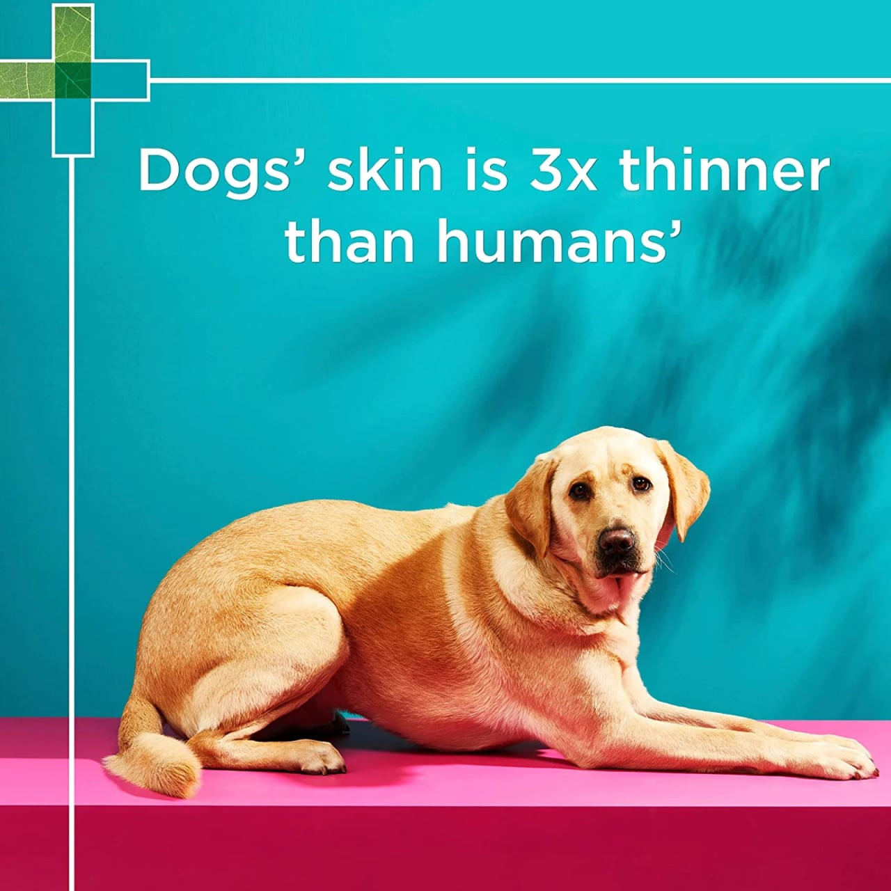 PAW 2 In 1 Skin & Coat Conditioning Shampoo 500ml with a Labrador on a pink surface.