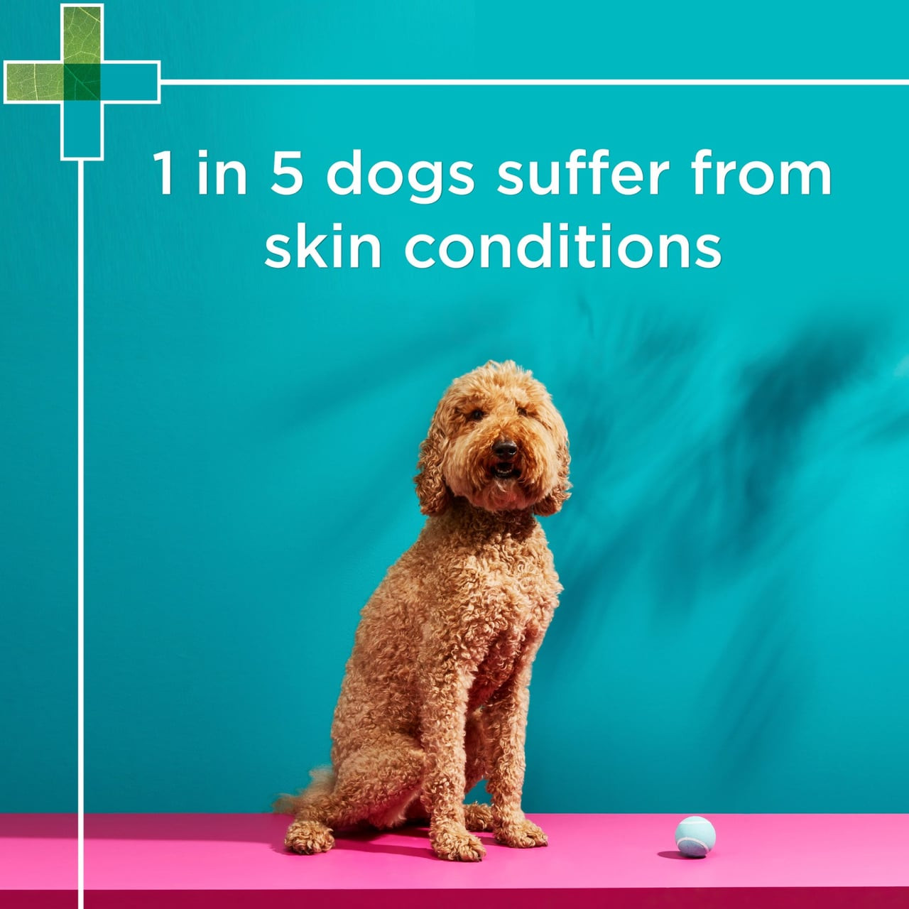 PAW Mediderm & Nutriderm Pack 200ml for dog skin health and nourishment.