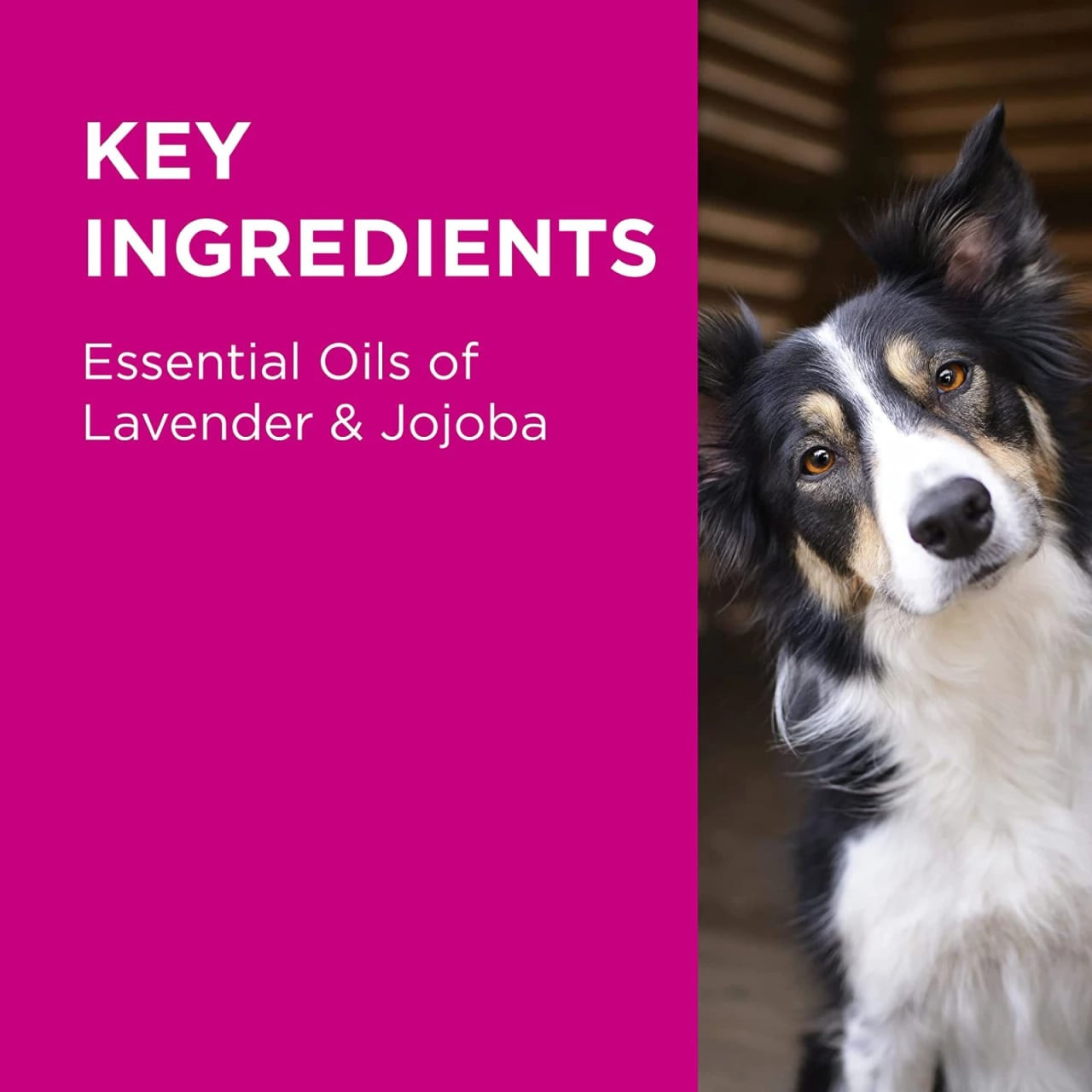 PAW Lavender Conditioning & Grooming Spray for Dogs 200ml with key ingredients listed.