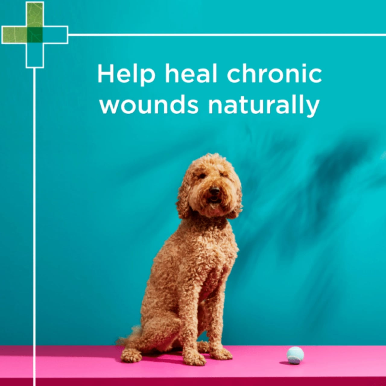 PAW Manuka Wound Gel for dogs, cats, and horses, 25g, promoting natural wound healing.