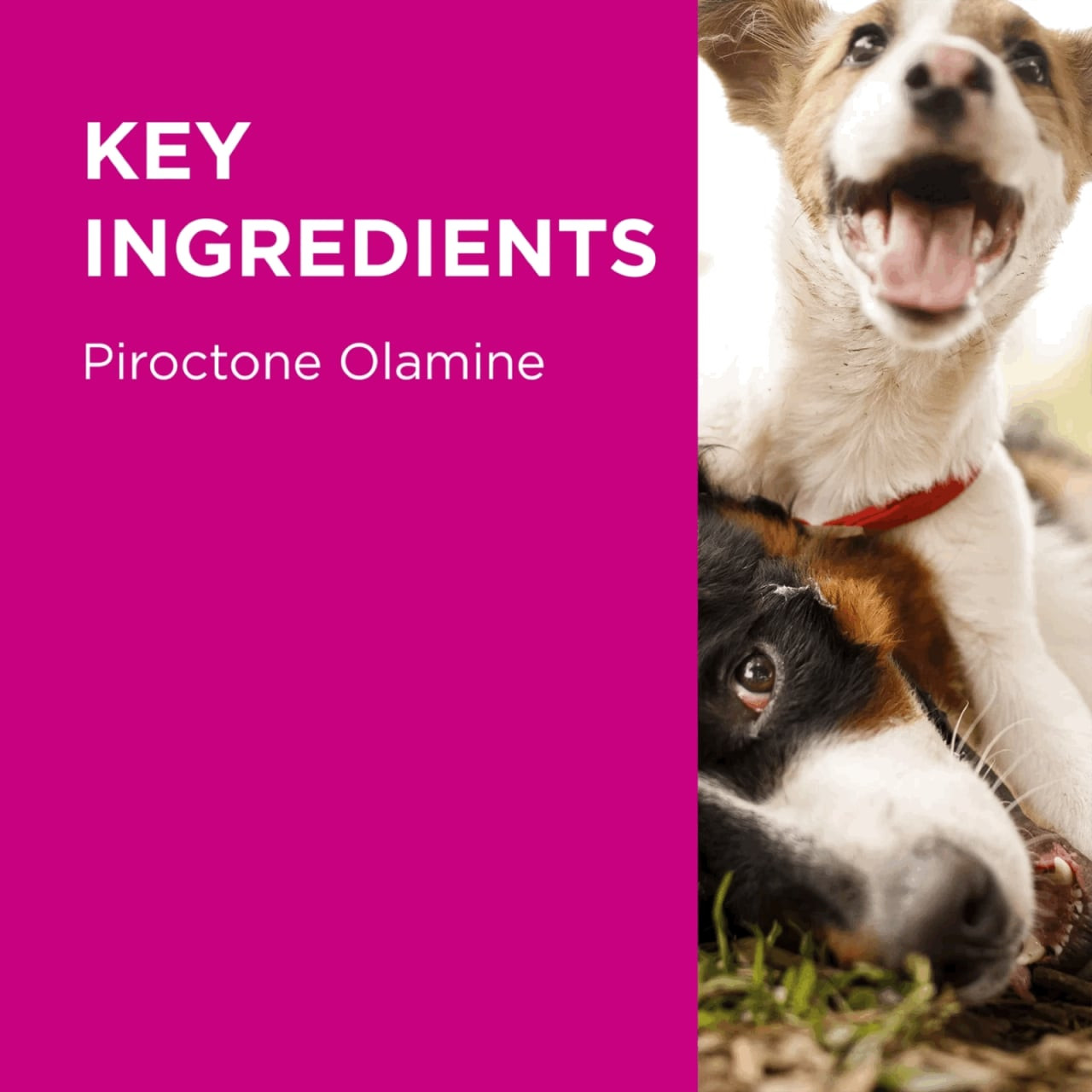 PAW Mediderm Gentle Medicated Shampoo for Dogs 500ml with piroctone olamine ingredients.