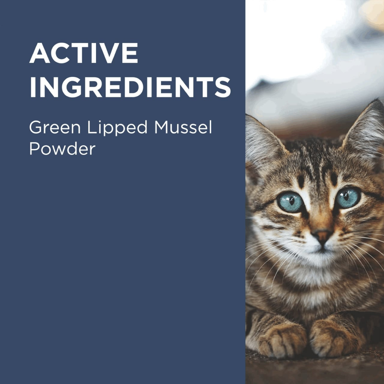 PAW Osteosupport Supplement for Cats showcasing green lipped mussel powder ingredients.