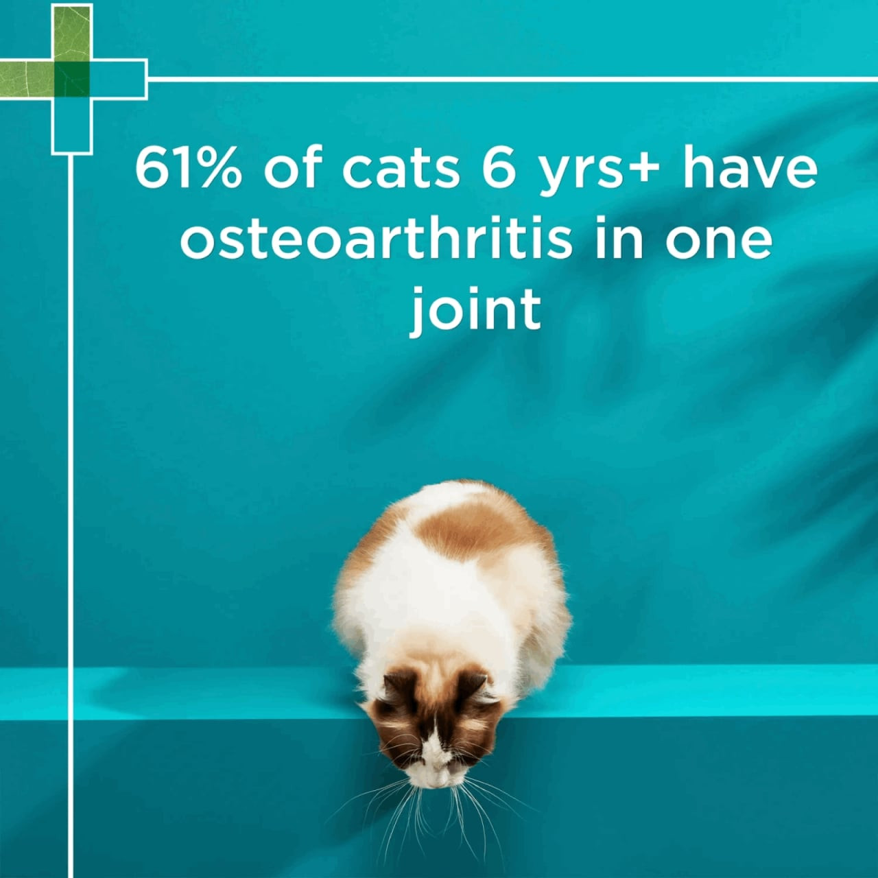 PAW Osteosupport Supplement for Cats, 60 capsules for joint health and mobility support.