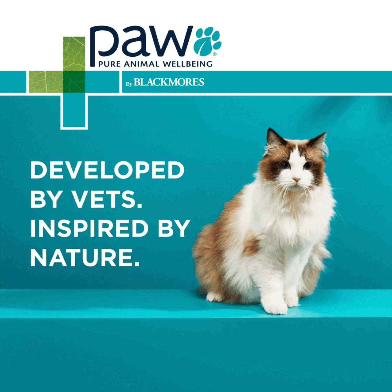 PAW Osteosupport Supplement for Cats - 60 capsules, promotes joint health and mobility.
