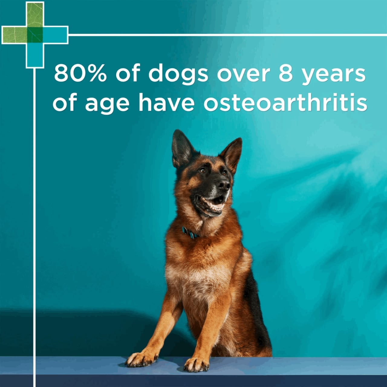 PAW Osteosupport Powder for Dogs 500mg - 80 Capsules shown with a healthy dog.