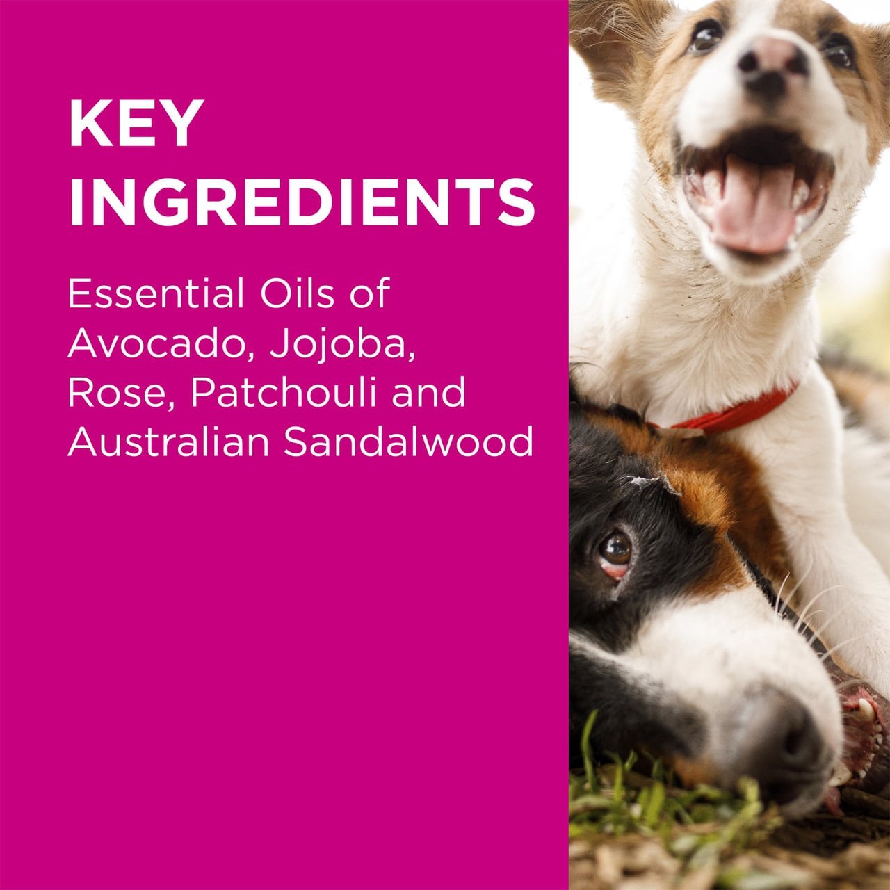 PAW Sensitive Shampoo for Dogs 500ml with essential oils for pet health and skin care.