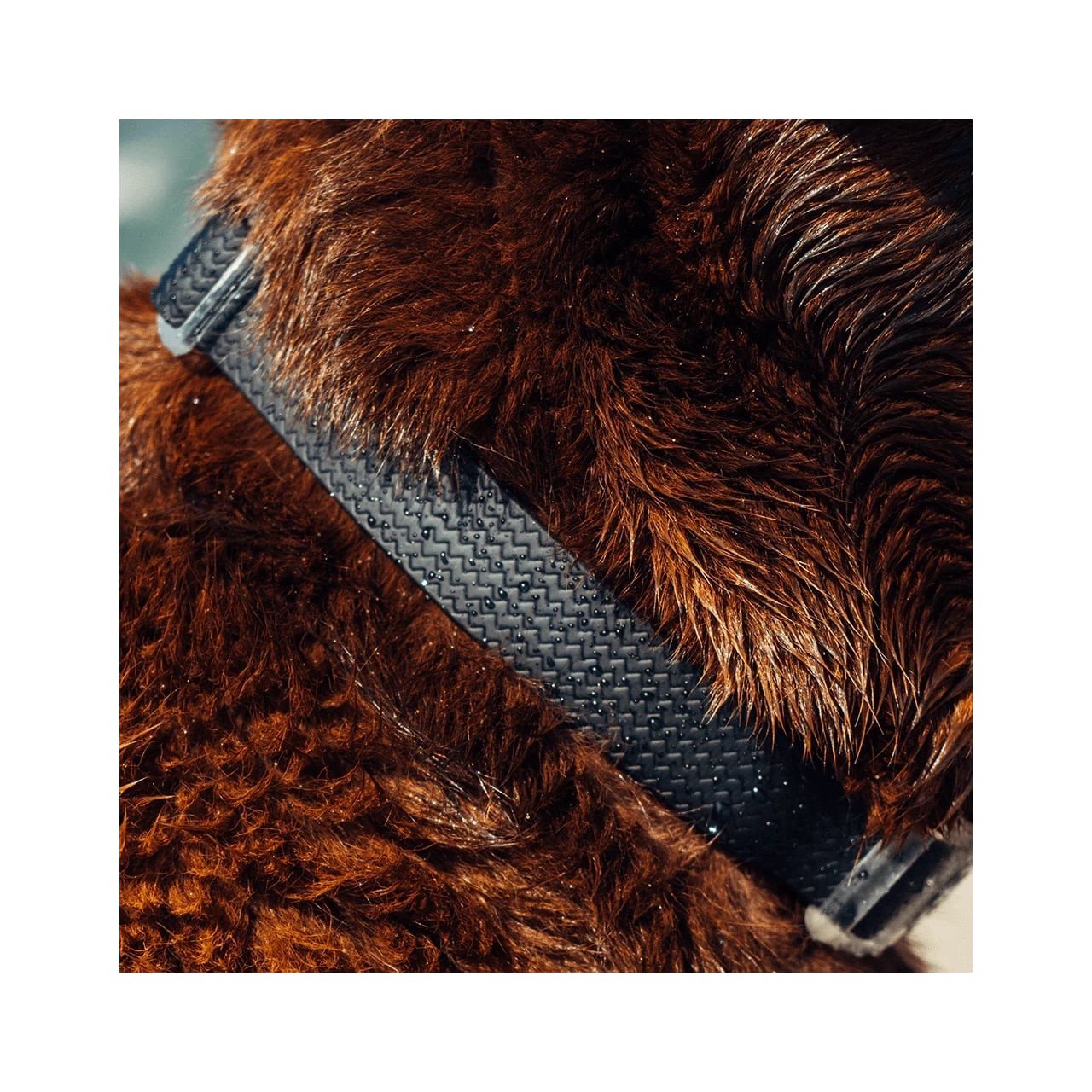 Zee.Dog Neopro Black Collar featured on a furry dog's neck, showcasing its sleek design.