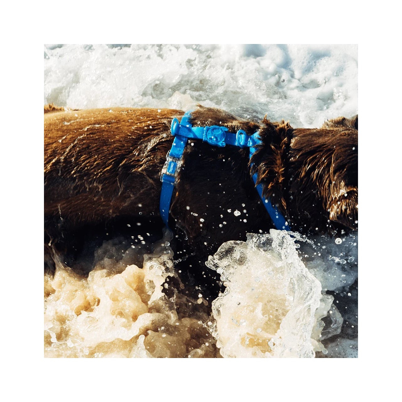 Zee.Dog Neopro Blue H-Harness designed for dog comfort and water play, vibrant blue color.