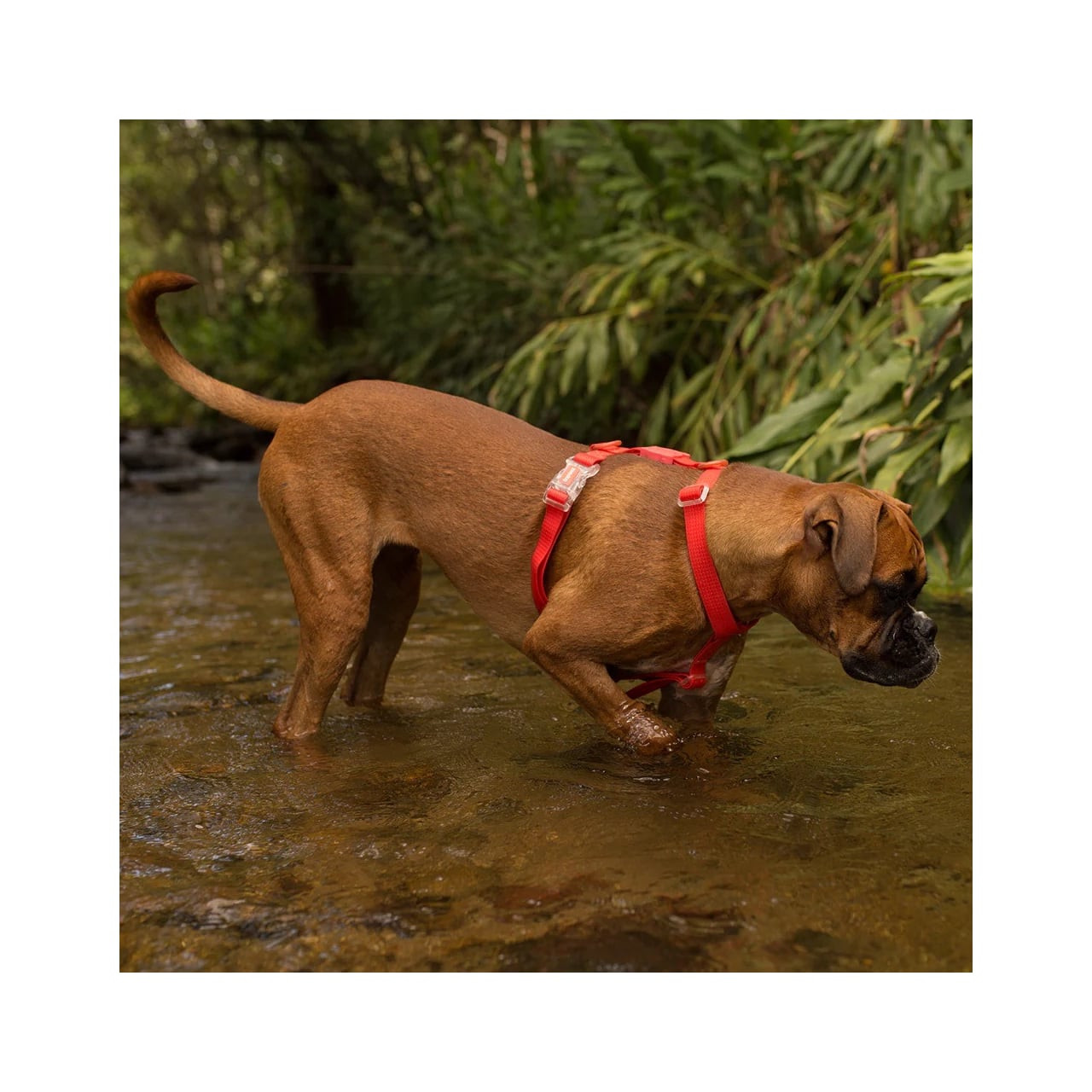 Zee.Dog Neopro Red H-Harness on a dog wading through a shallow stream outdoors.