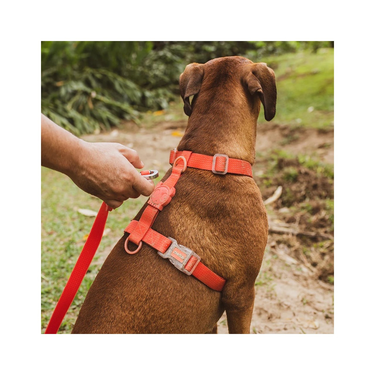 Zee.Dog Neopro Red H-Harness: Robust, Stylish & Tailored for Every