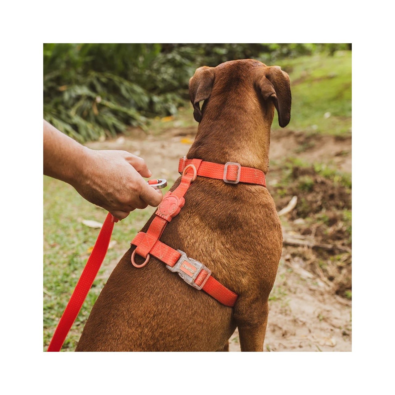 Zee.Dog Neopro Red H-Harness on a brown dog, showcasing vibrant red color and sturdy design.